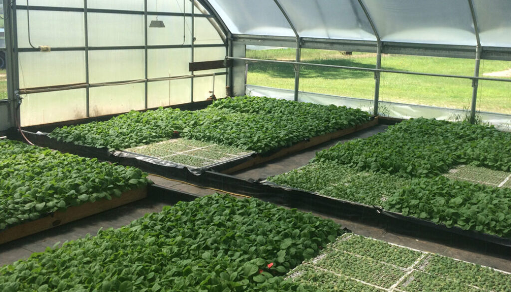 greenhouseseedlings