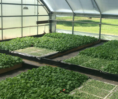 greenhouseseedlings